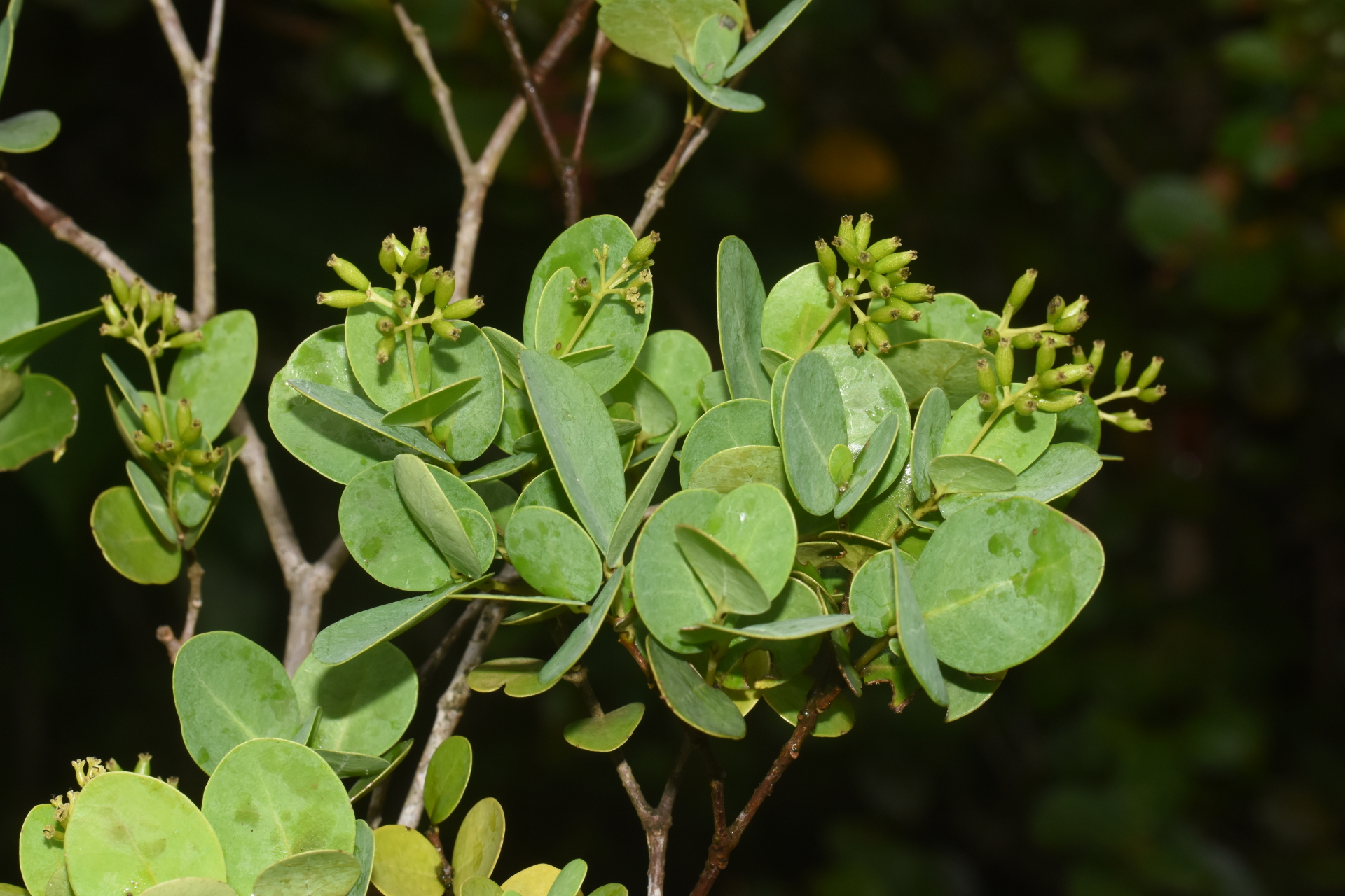 Guapira suborbiculata (Hemsl. ex Duss) Lundell - Photo Bivouac Naturaliste